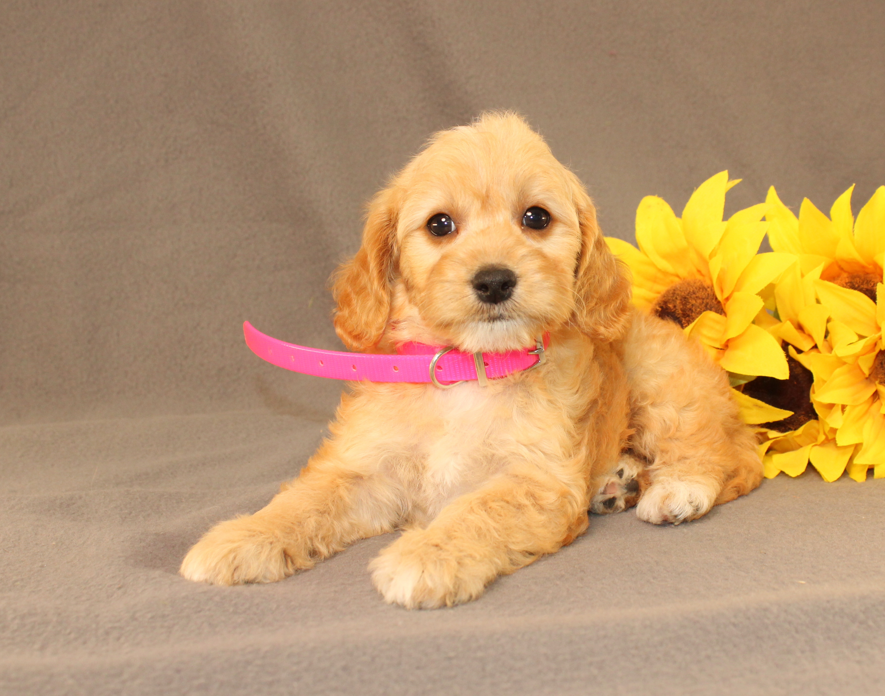 puppy, for, sale, Mini Cavagoldendoodle, Ivan J. Stoltzfus, dog, breeder, Dornsife, PA, dog-breeder, puppy-for-sale, forsale, nearby, find, puppyfind, locator, puppylocator, aca